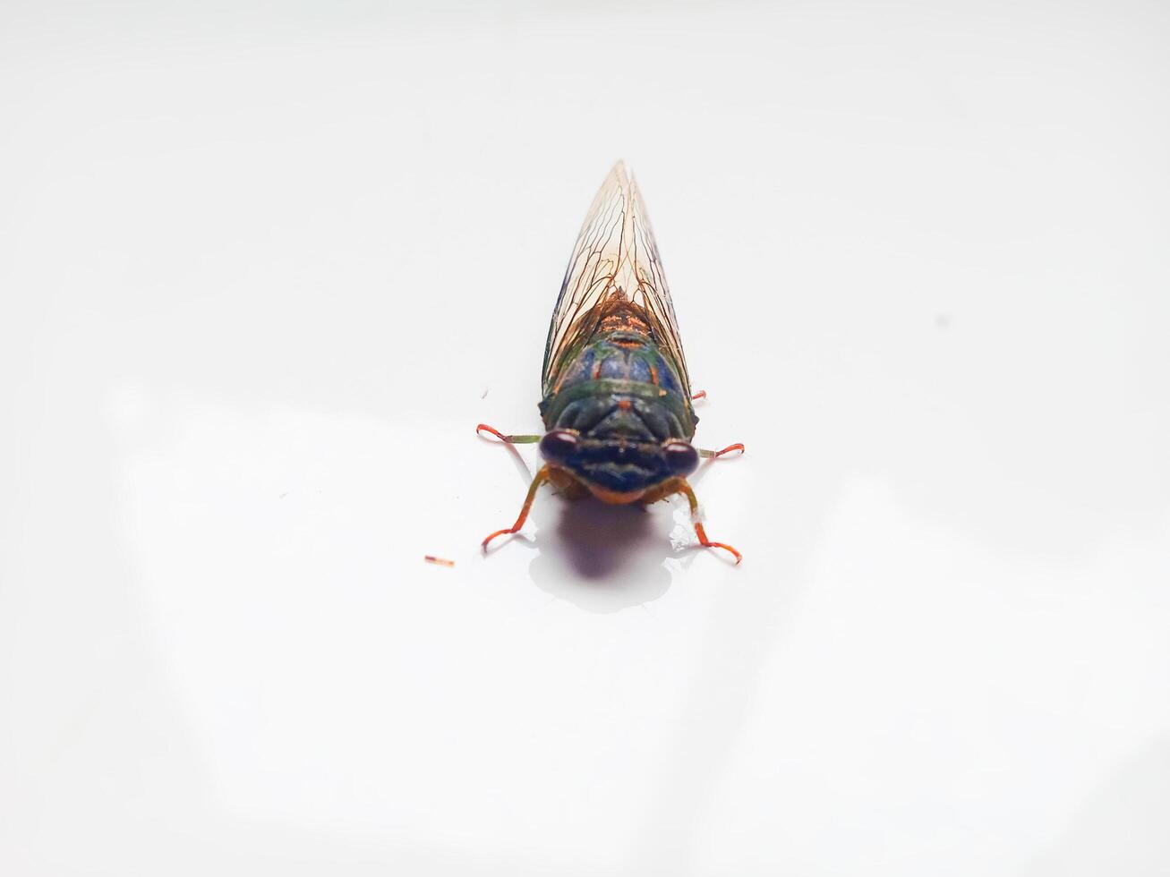 Cicada on the Floor Looking Forward Photo
