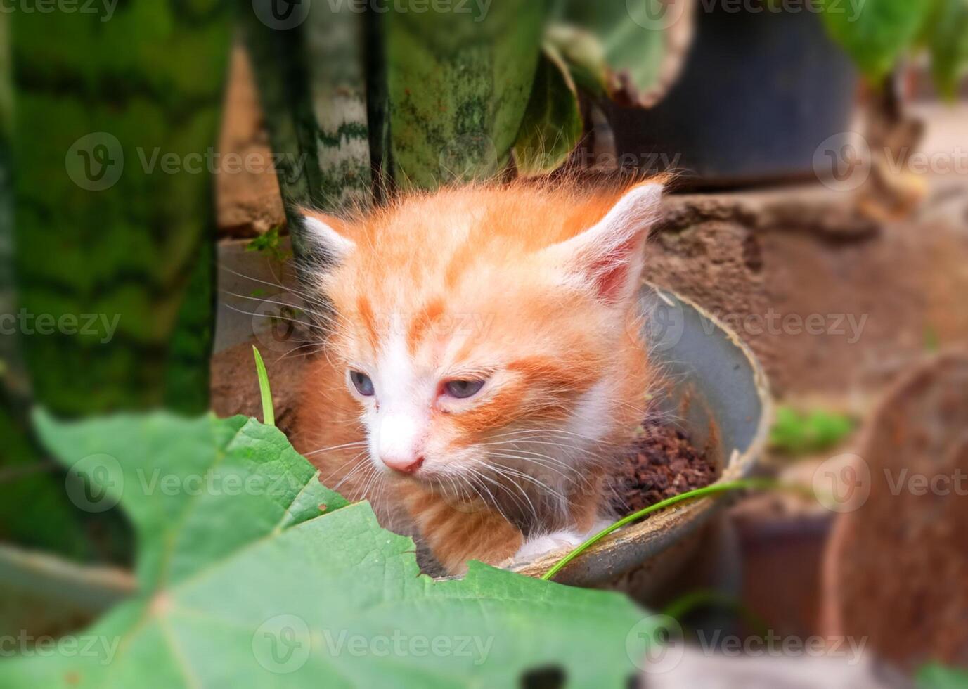 Kittens Missing Their Mother photo
