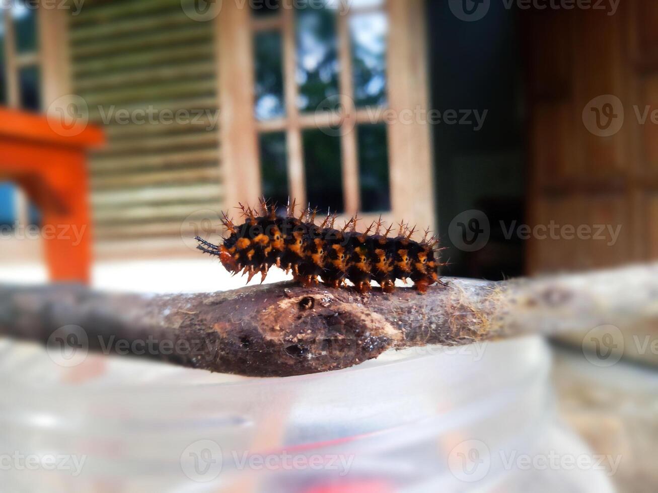 Side View of a Caterpillar Walking on a Branch Again photo