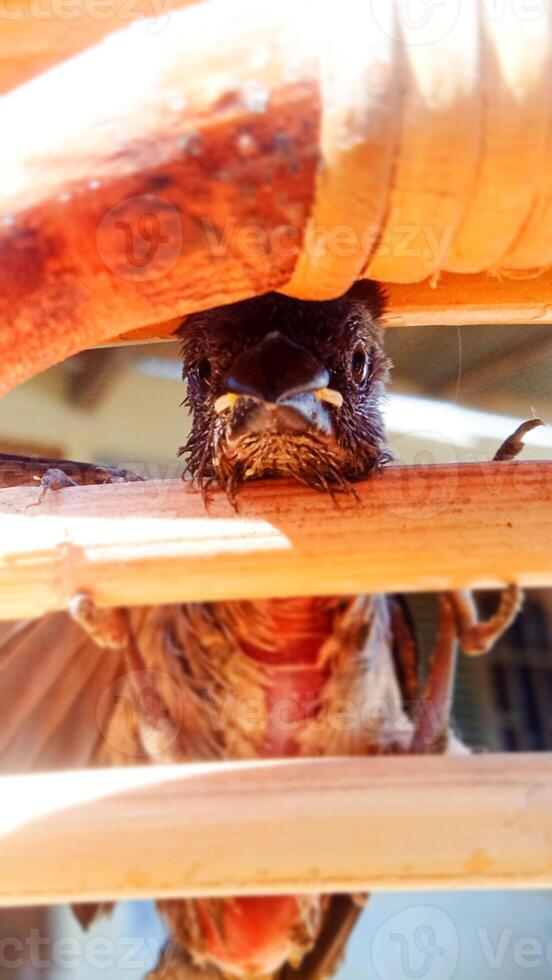 Front View of a Sparrow's Head Trapped in Rattan Chair Photo