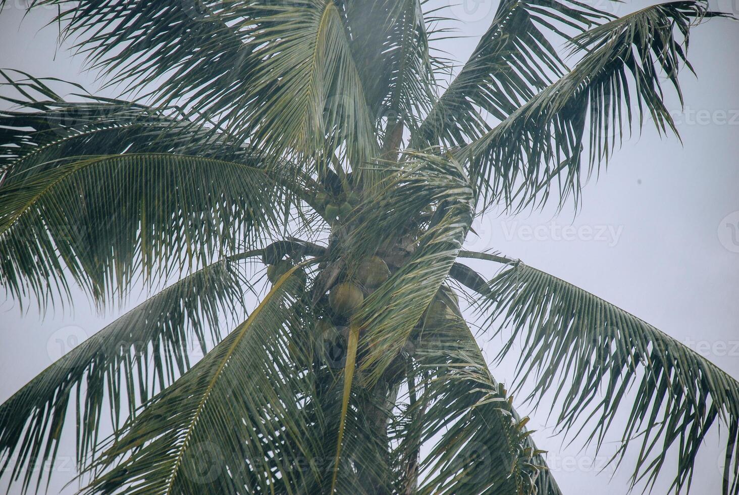 Coconut trees during heavy rain, raindrops visible photo