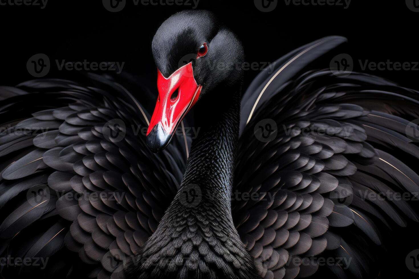 AI generated Black swan on black background. Beautiful west australian black swan. photo