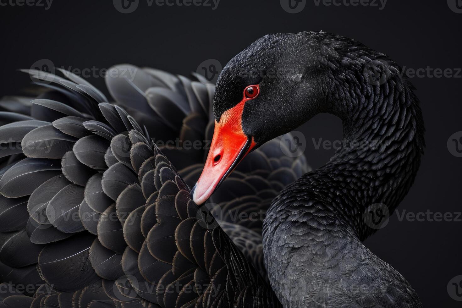 AI generated Black swan on black background. Beautiful west australian black swan. photo