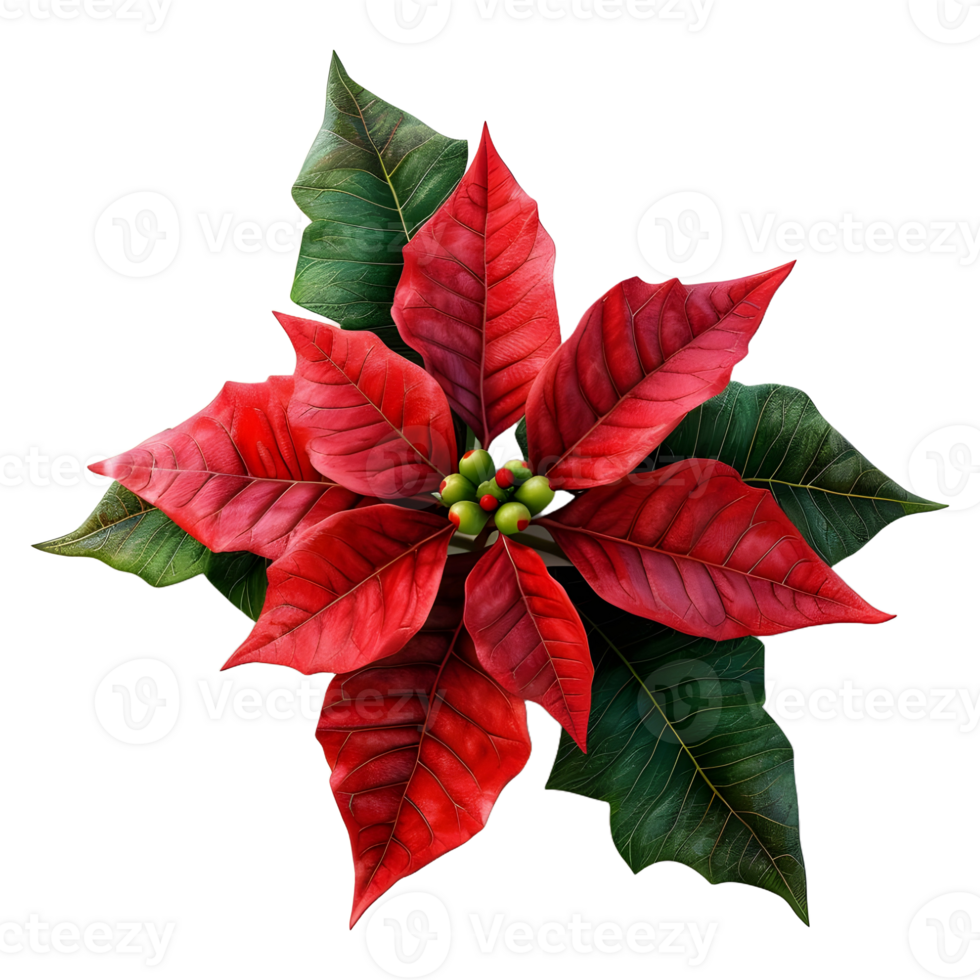 AI generated Christmas Poinsettia Flower on Transparent background - Ai Generated png