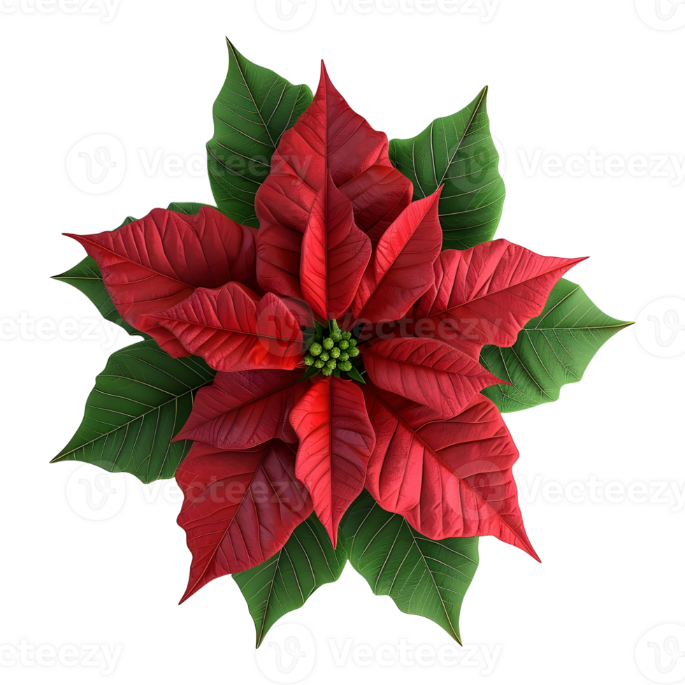 AI generated Christmas Poinsettia Flower on Transparent background - Ai Generated png