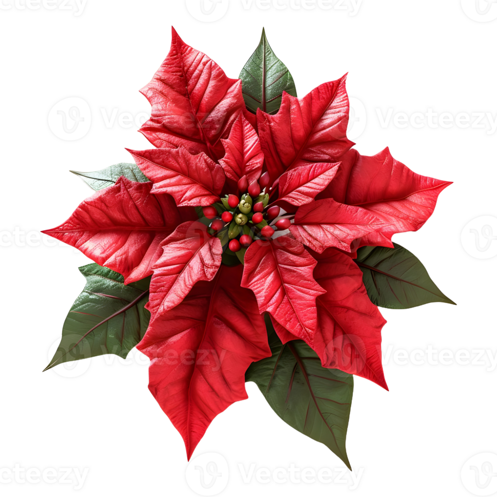 AI generated Christmas Poinsettia Flower on Transparent background - Ai Generated png