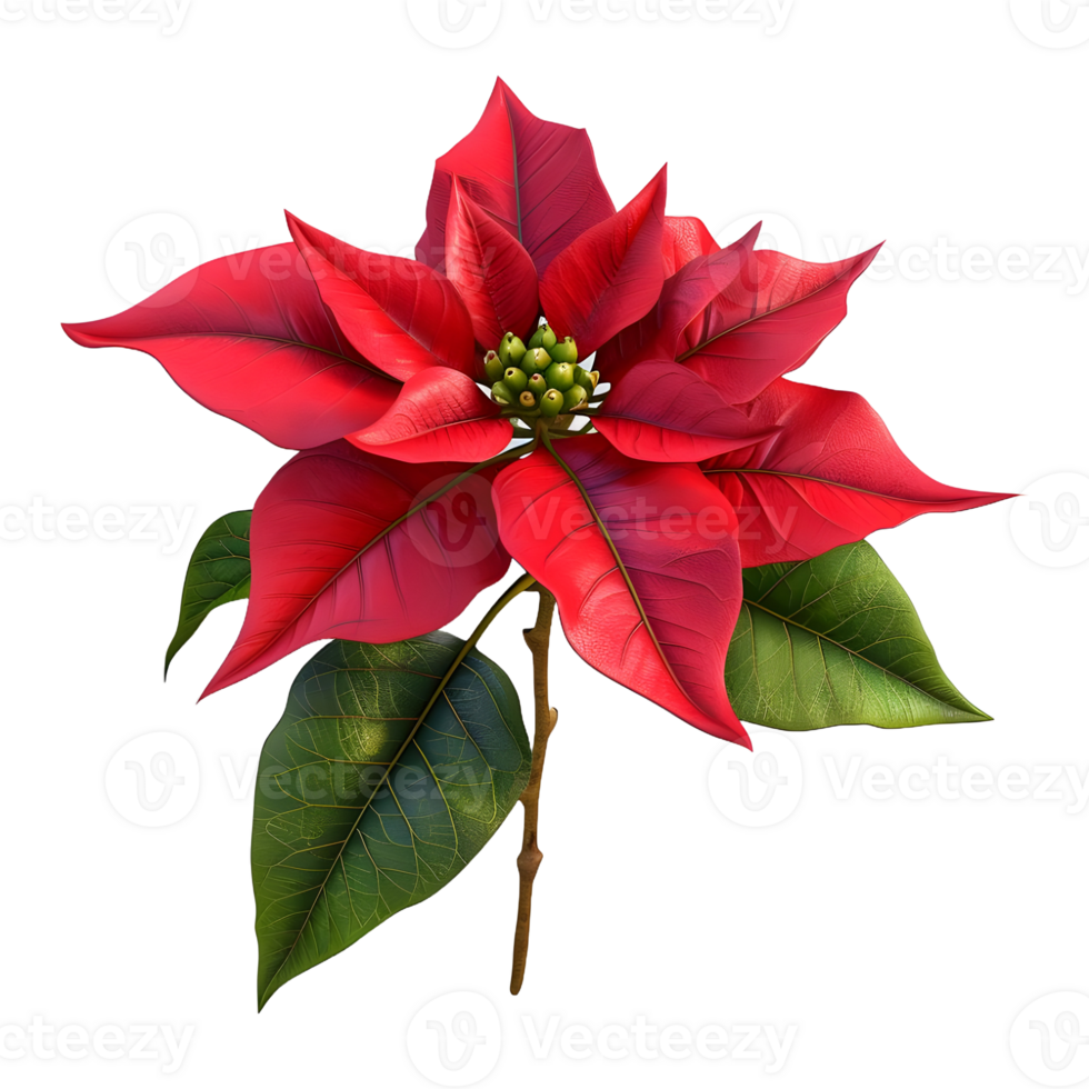 AI generated Christmas Poinsettia Flower on Transparent background - Ai Generated png