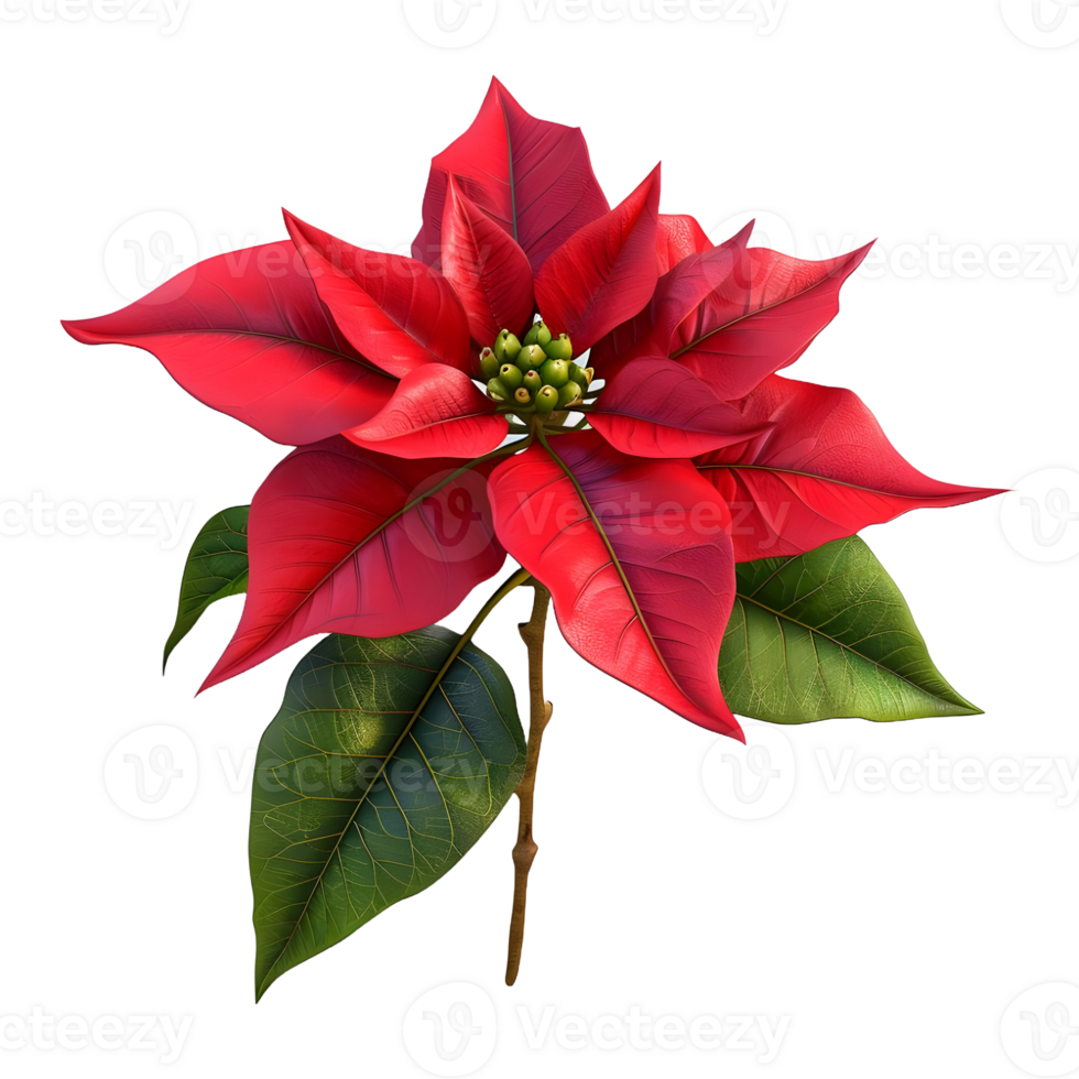 ai generato Natale poinsettia fiore su trasparente sfondo - ai generato png