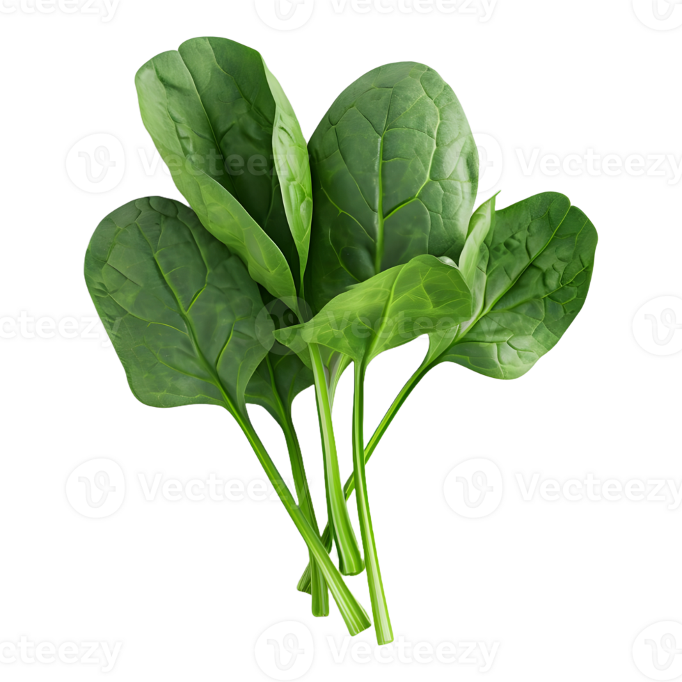 AI generated Spinach Leaves on Transparent background - Ai Generated png