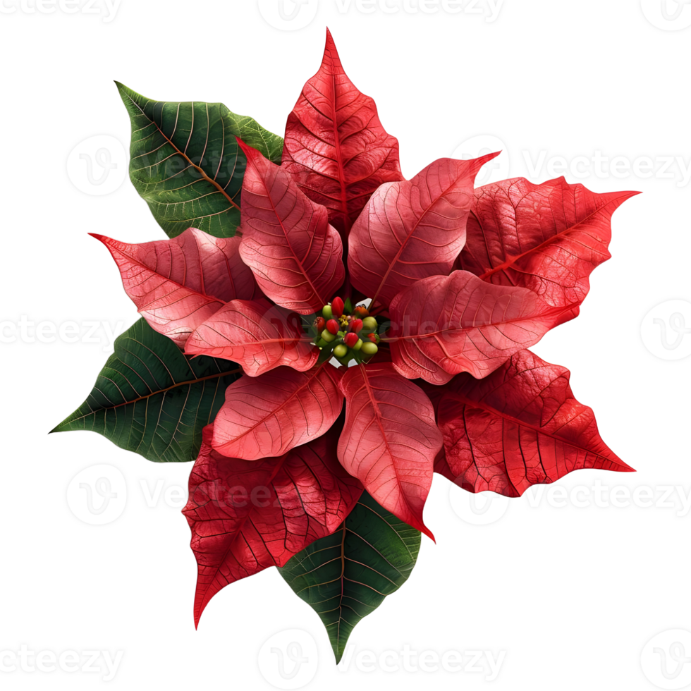 ai généré Noël poinsettia fleur sur transparent Contexte - ai généré png