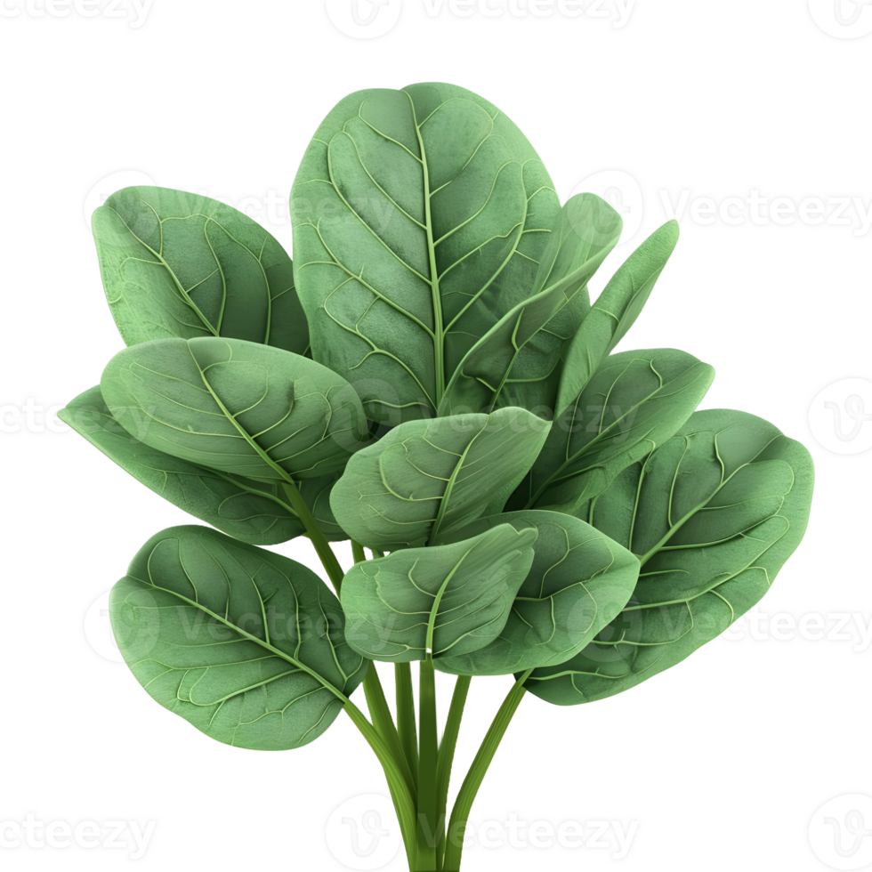 AI generated Spinach Leaves on Transparent background - Ai Generated png