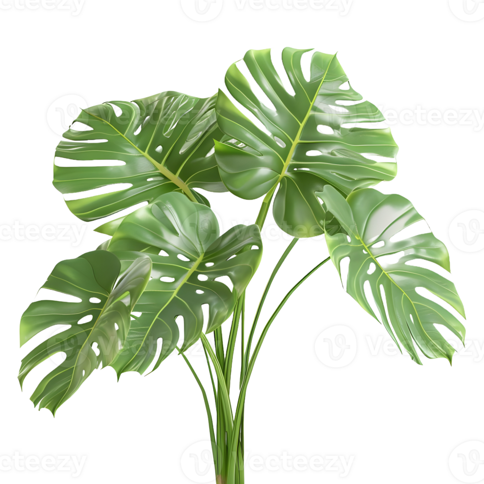 AI generated Monstera Leaves on Transparent background - Ai Generated png