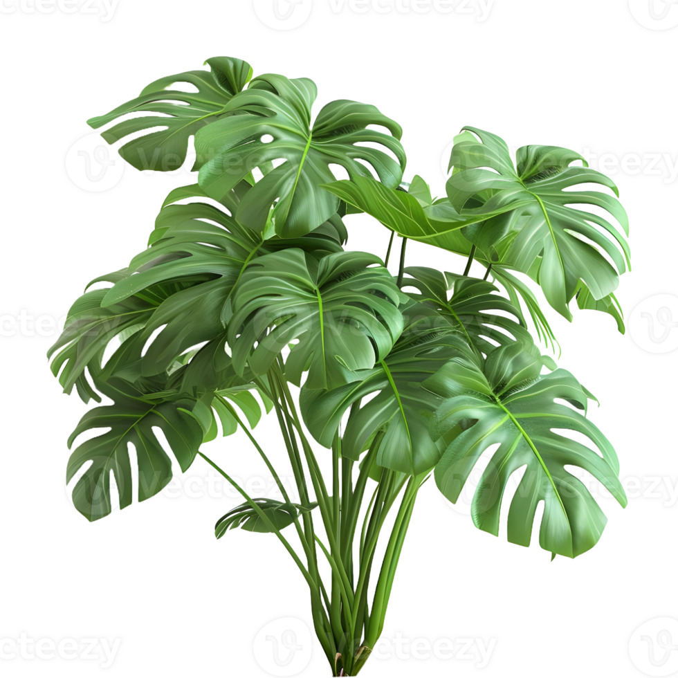 AI generated Monstera Leaves on Transparent background - Ai Generated png