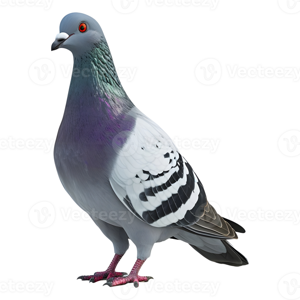 AI generated Pigeon on Transparent background - Ai Generated png