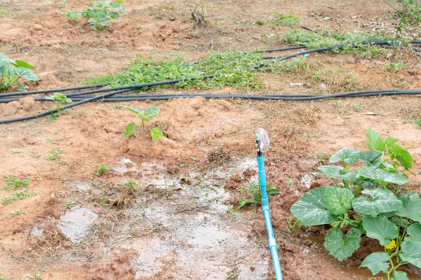 aspersor conjunto instalado en plantación a proporcionar agua a joven verde planta de calabaza en interior del país, concepto de agrícola agua sistema tecnologia o agua administración tecnologia foto