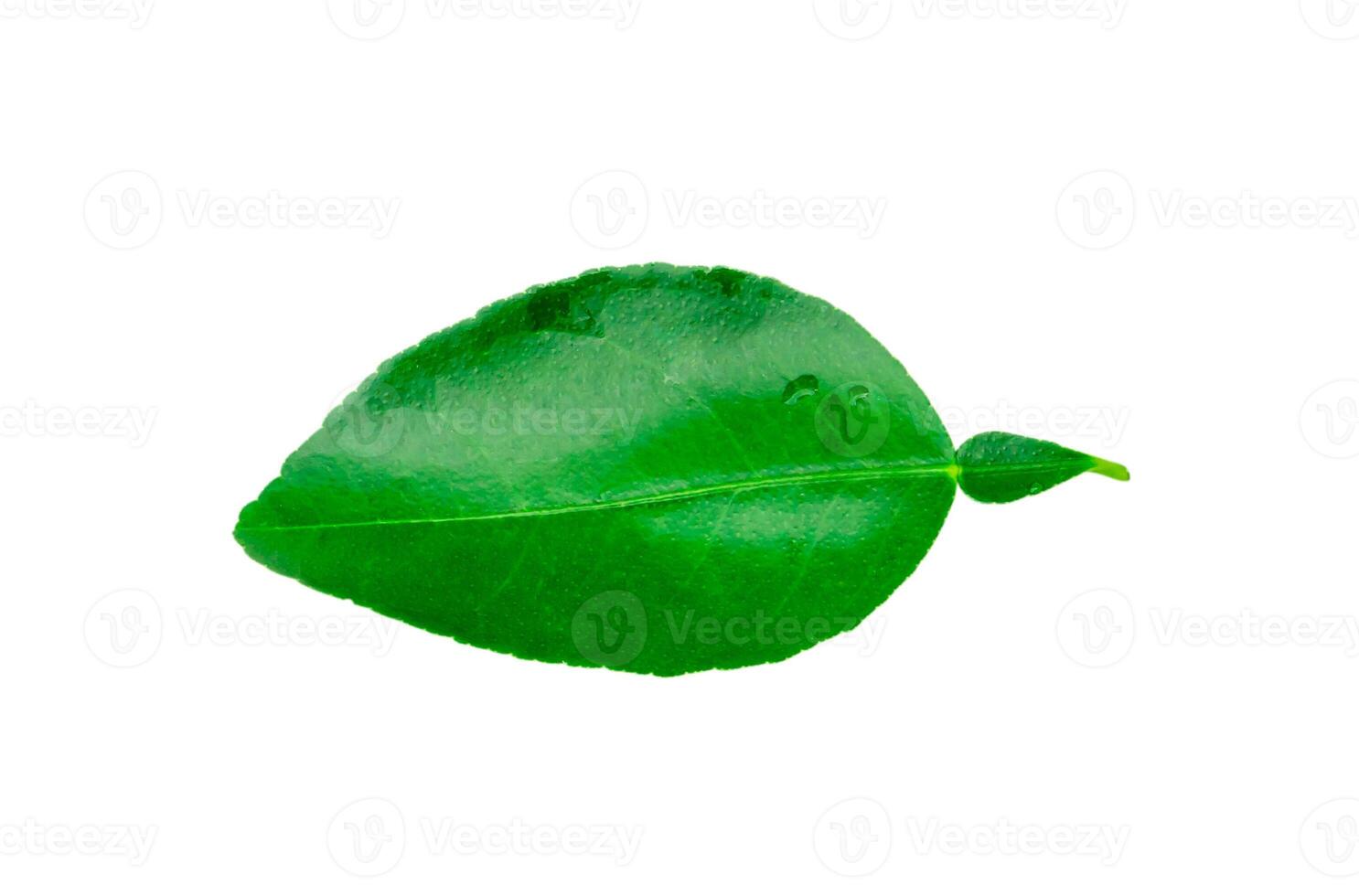 Top view of green lemon leaf isolated on white background with clipping path photo