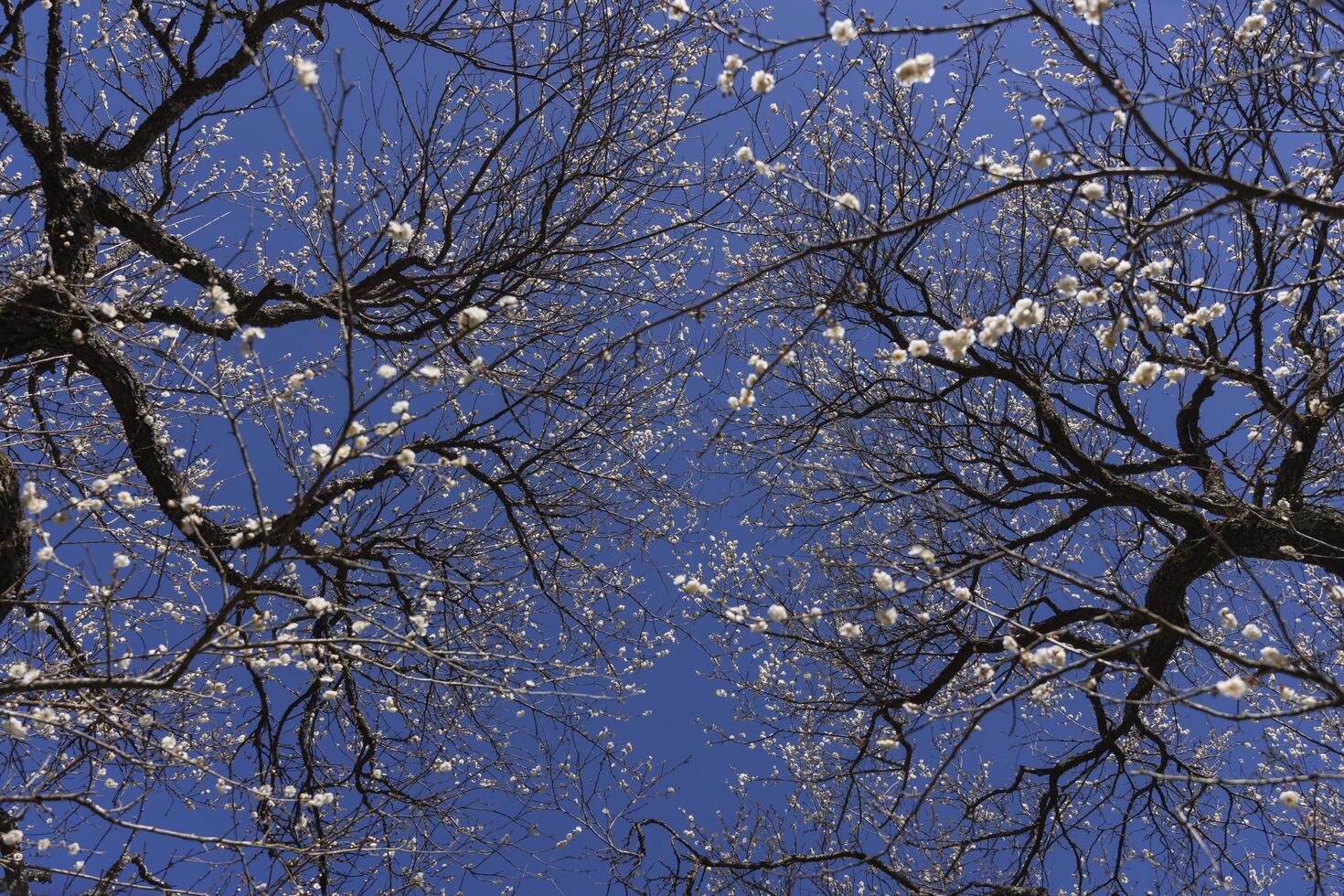 blanco ciruela flores a Atami ciruela parque en shizuoka tiempo de día foto