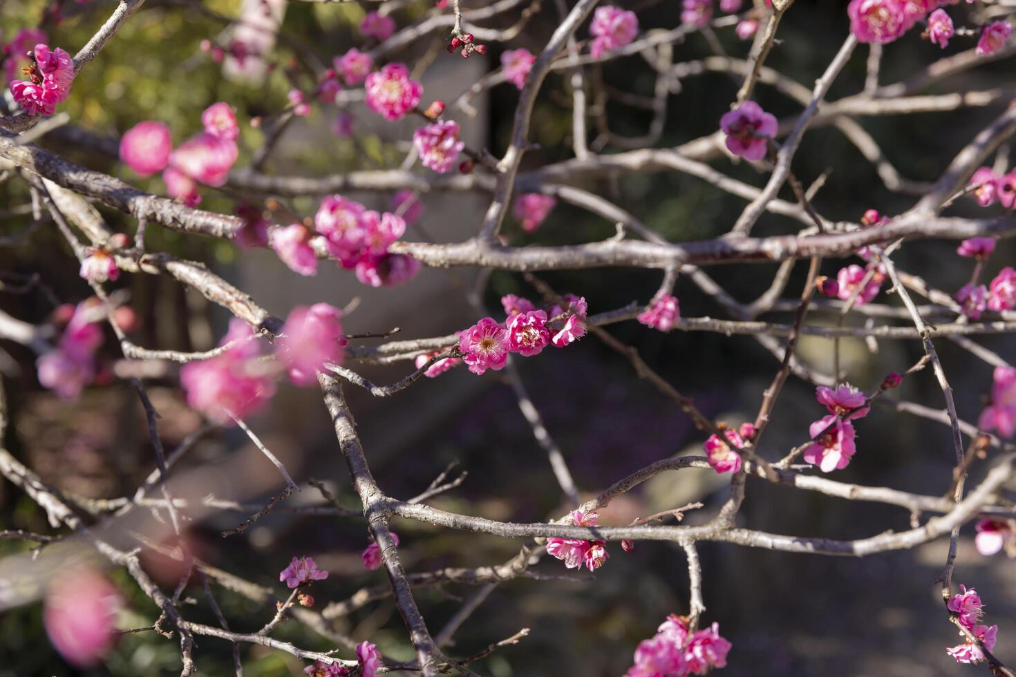 Red plum flowers at Atami plum park in Shizuoka daytime photo