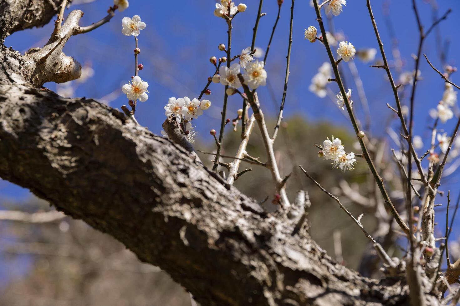 White plum flowers at Atami plum park in Shizuoka daytime photo