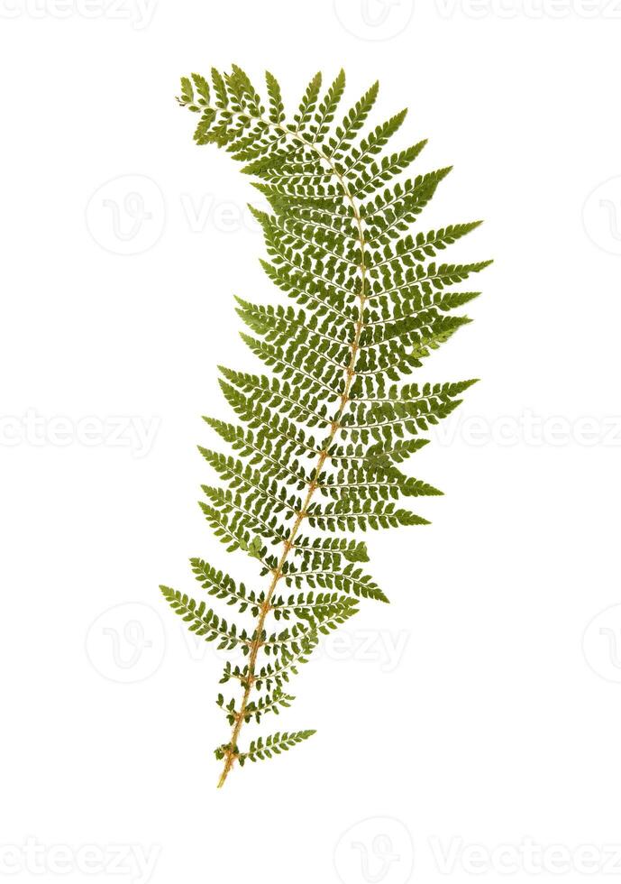 Green fern leaf isolated on white background.herbarium. Isolated.High quality photo