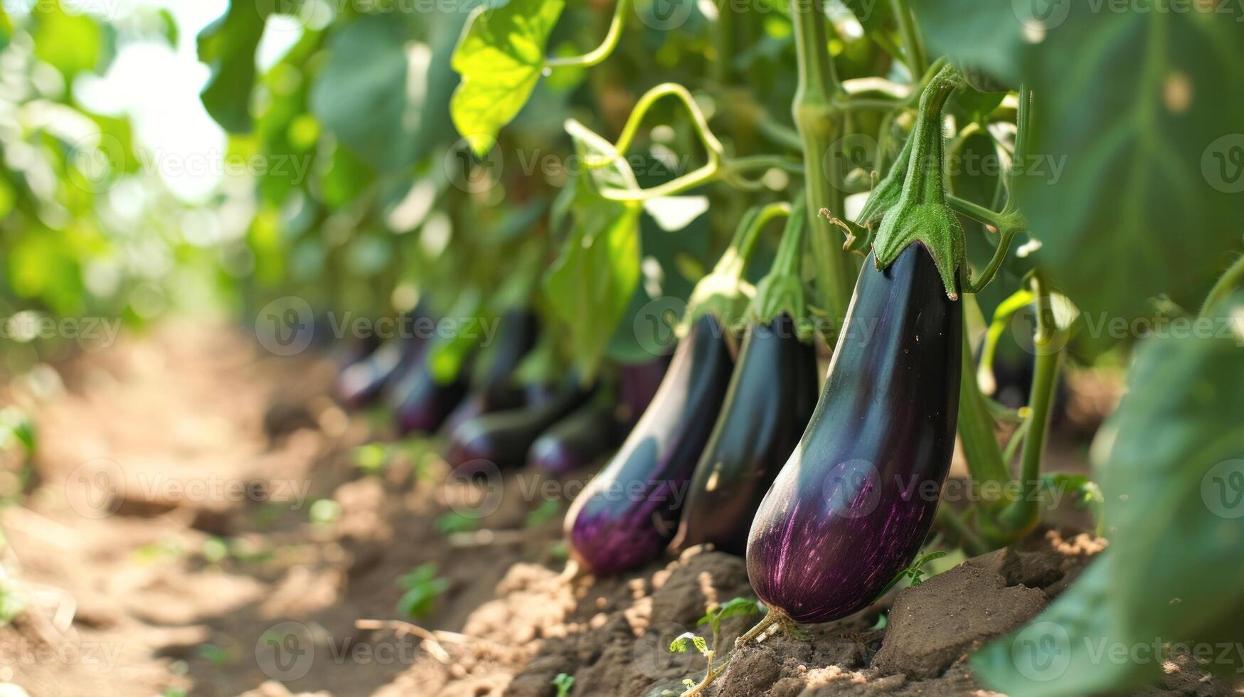 AI Generated Fresh striped eggplants hanging on lush green vine in garden. photo