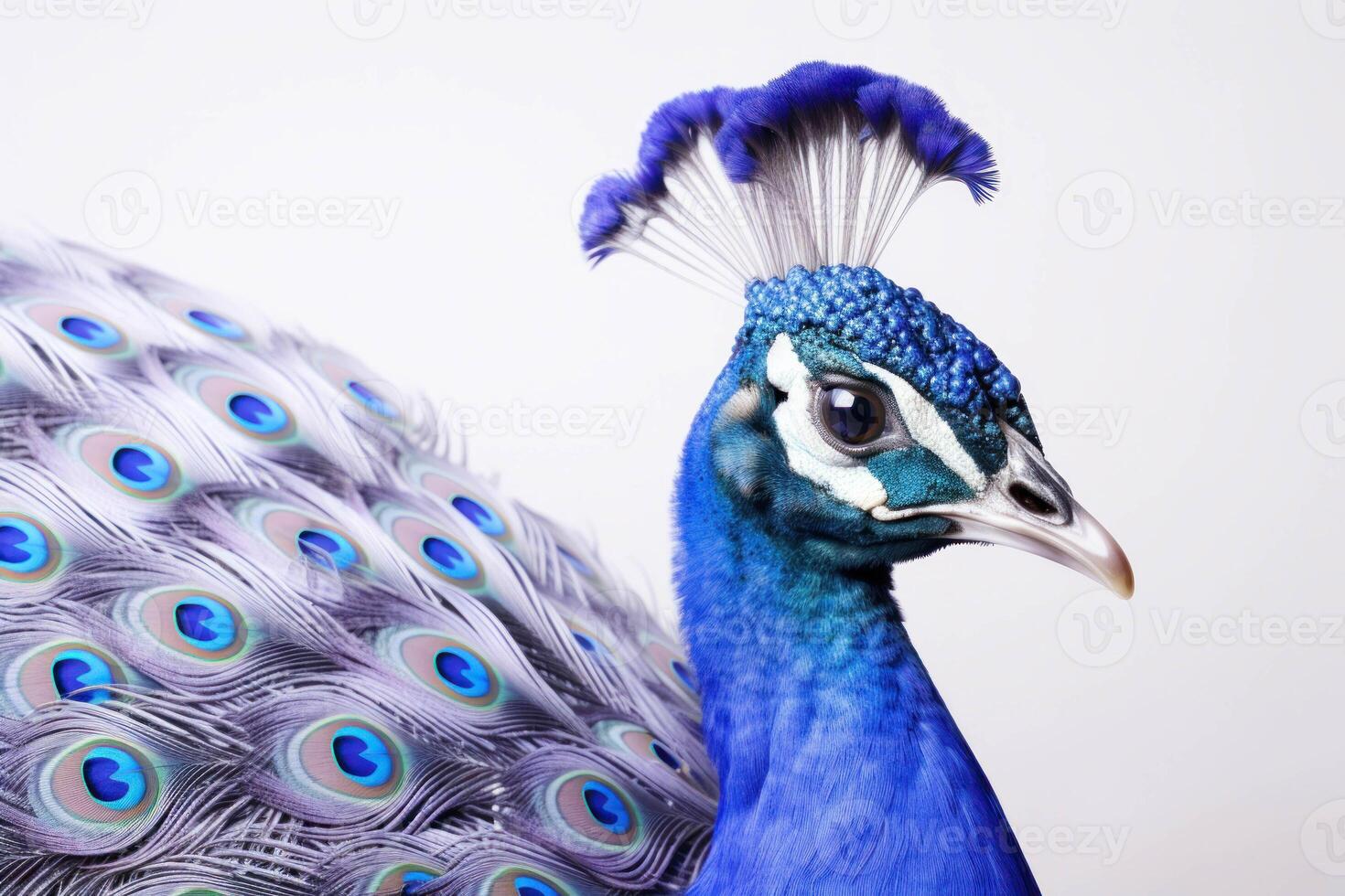 AI generated a close up of a peacock with blue feathers photo