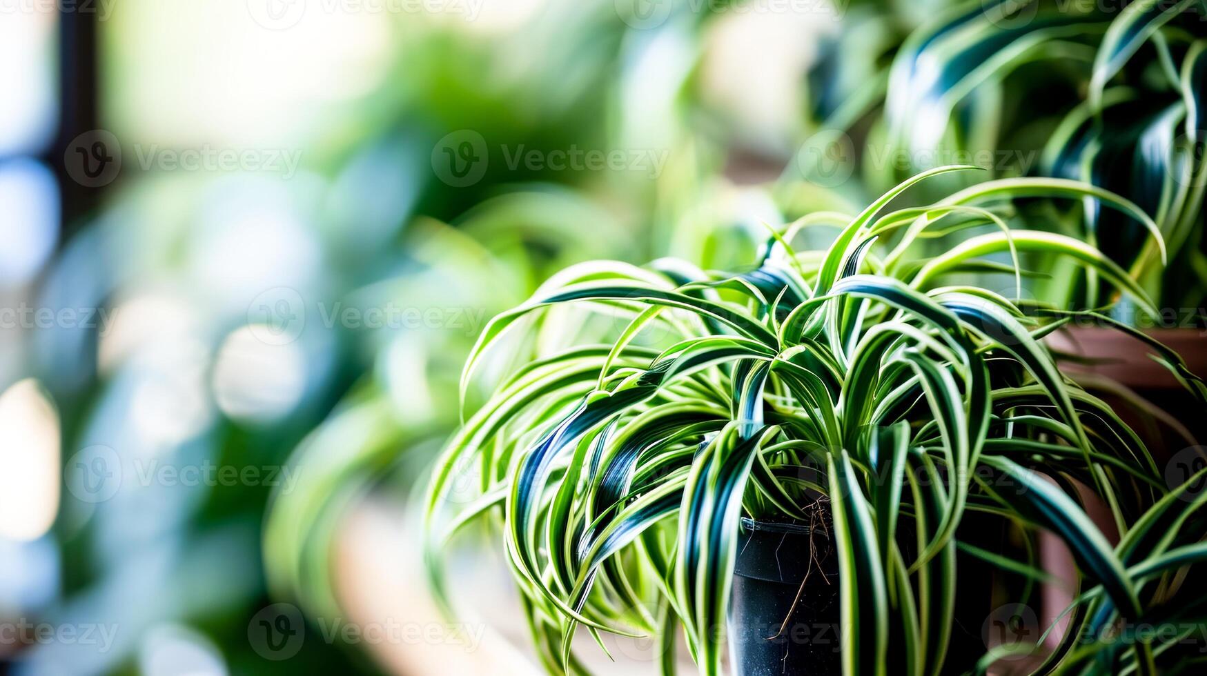 AI Generated  A close-up of a healthy spider plant with vibrant green and white leaves in a dark pot, backlit by soft natural light. Wallpapers, Backgrounds for eco-friendly or gardening blogs photo
