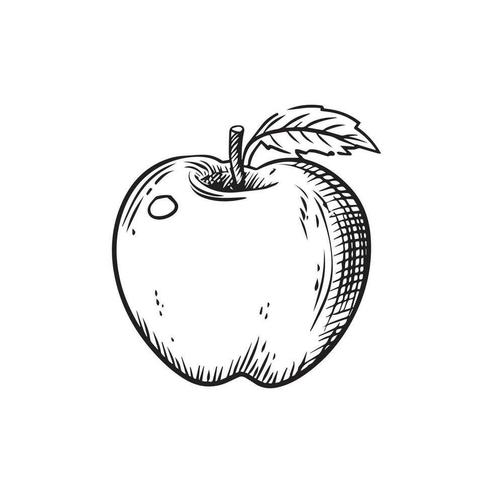 a black and white drawing of an apple vector