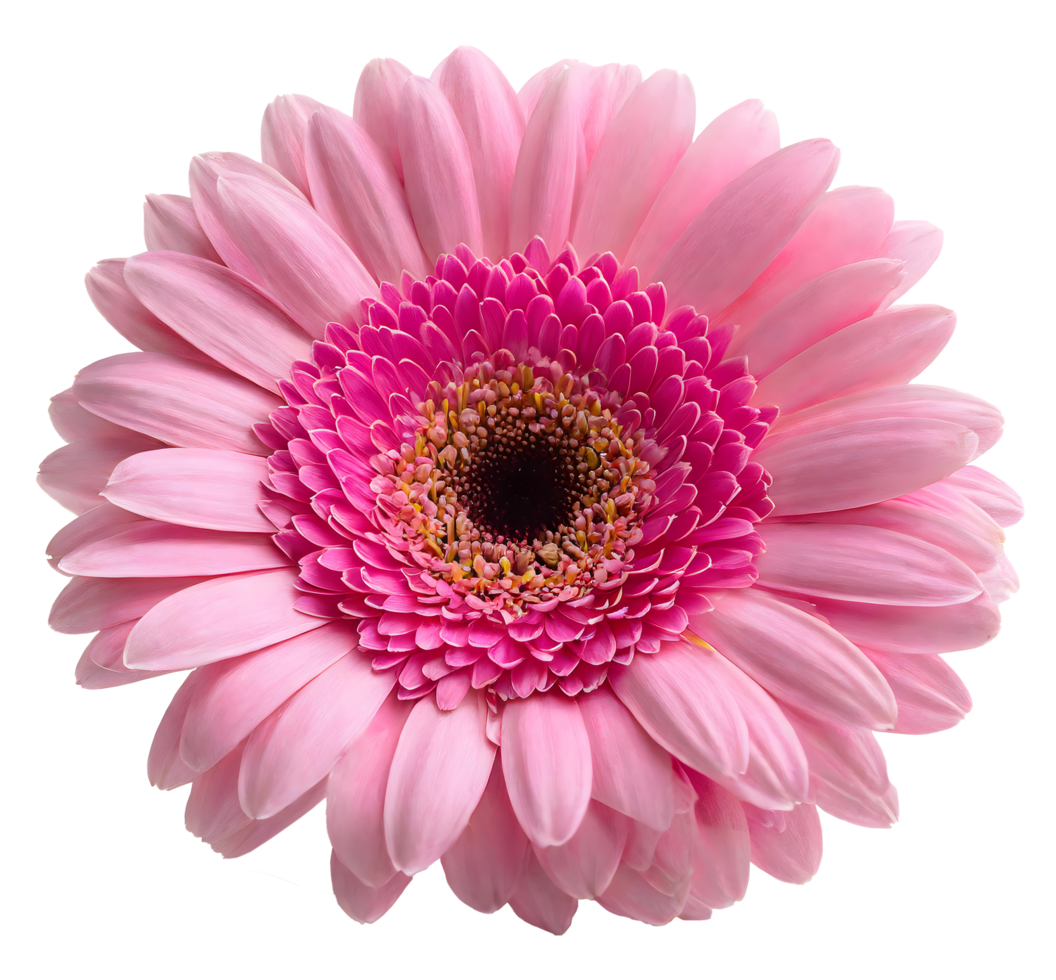 Blooming single pink Gerbera daisy  flower png