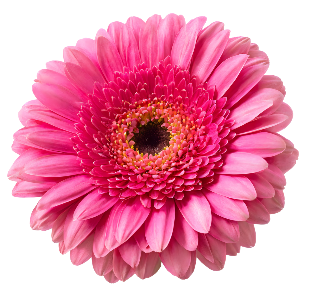 Blooming single pink Gerbera daisy  flower png