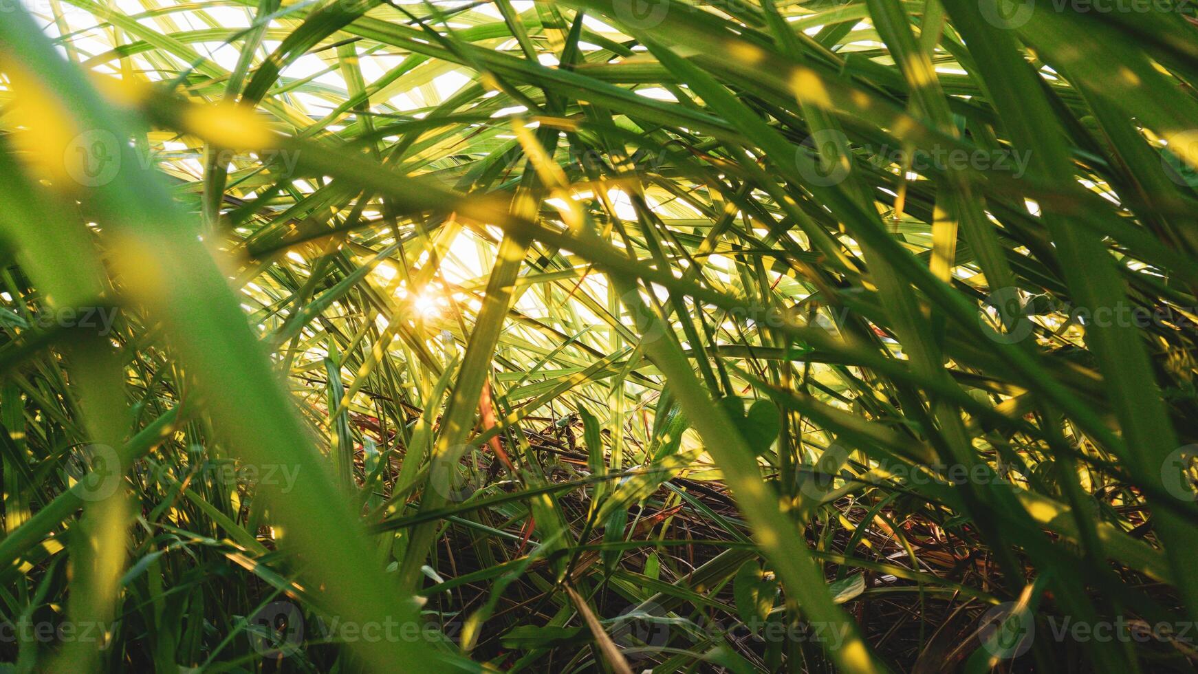 Beautiful View of wild grass at sunrise photo