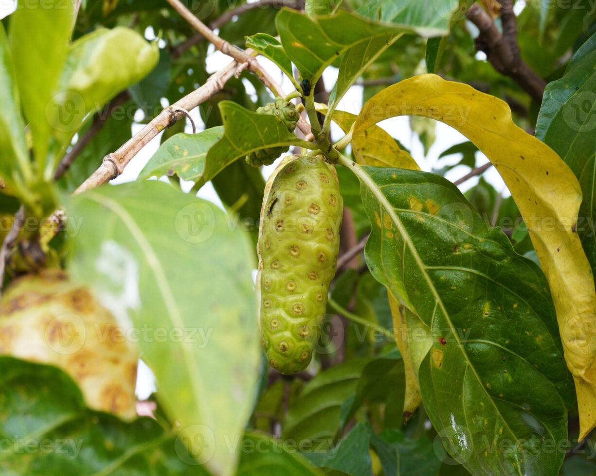 paso Fruta en el árbol foto