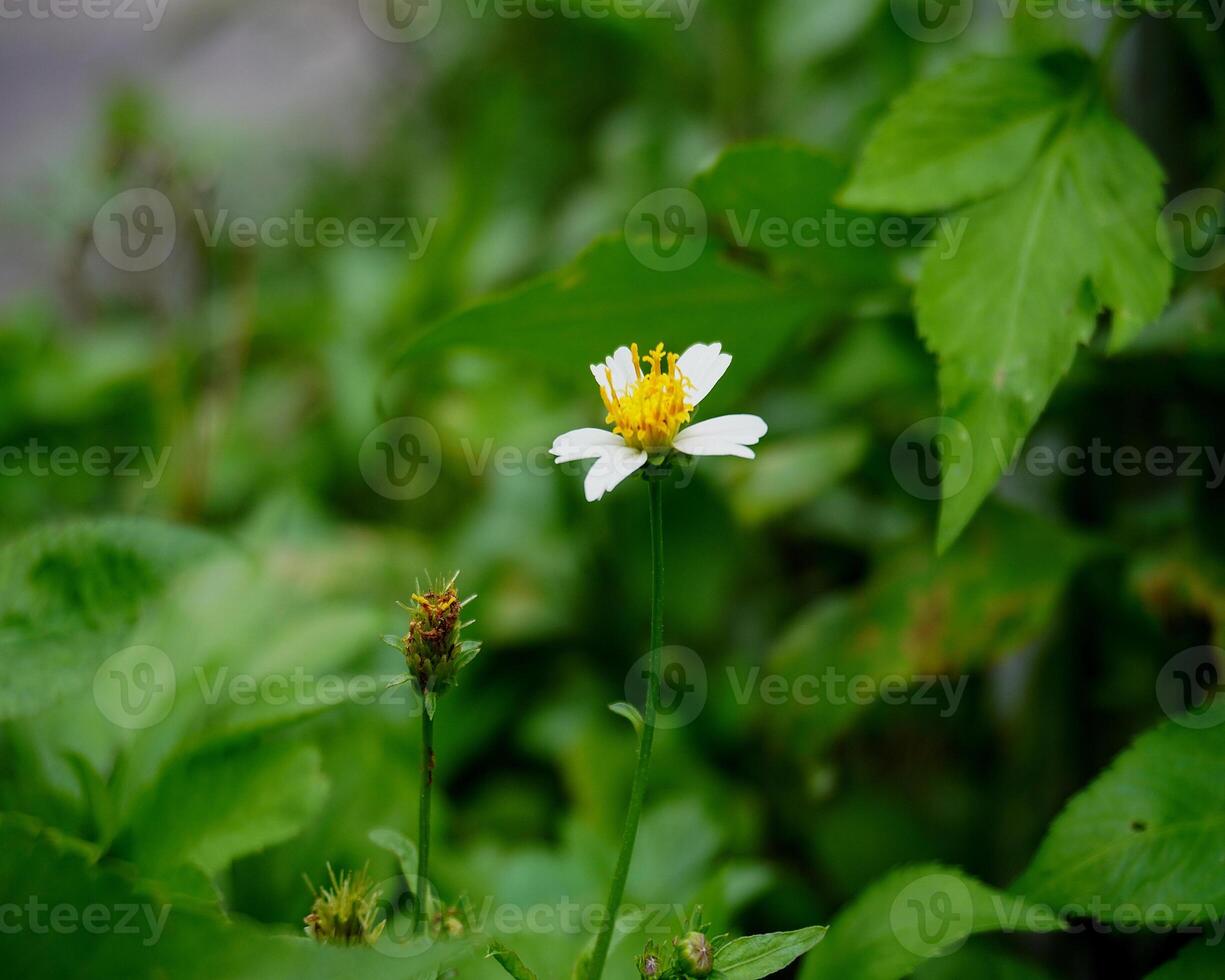 Closeup of white flowers in the garden and very natural photo