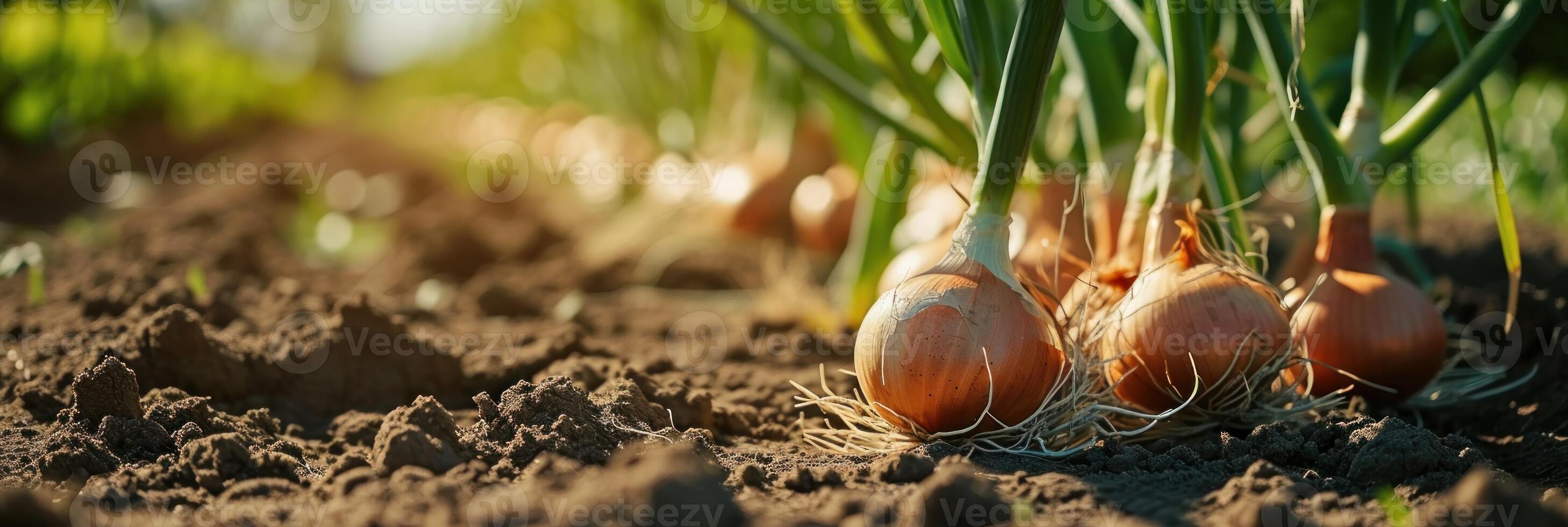 AI Generated onions grow in a garden in a field photo