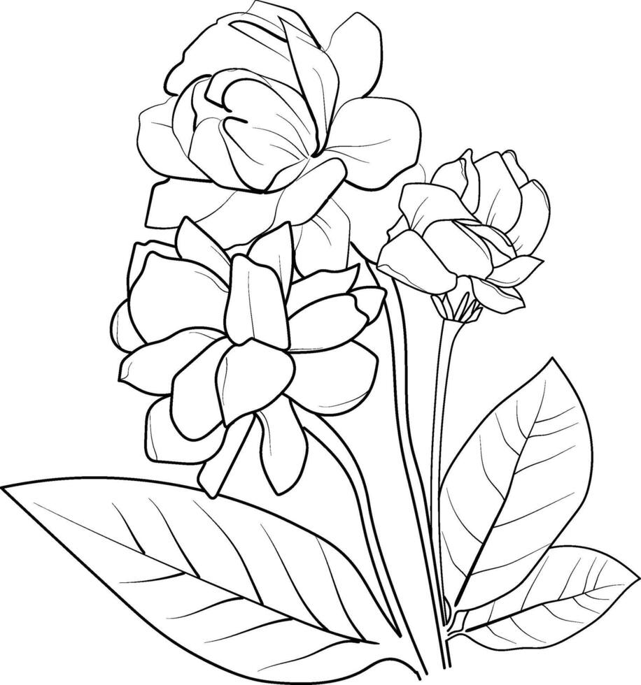 Jasmine vector art, embellishment, artistic hand-drawn pencil sketch coloring page with blossom jasmine branches of leaf natural floral collection, engraved ink illustration