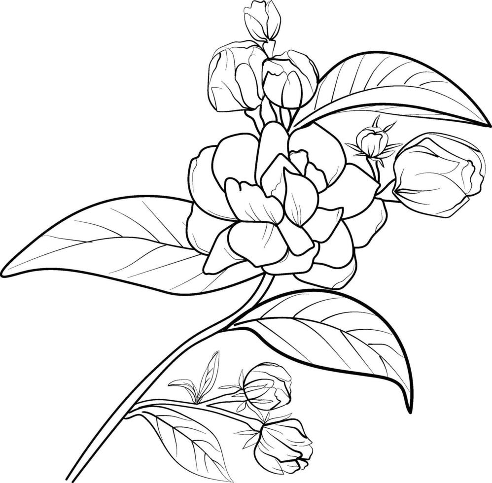 minimalista jazmín flor tatuaje, blanco jazmín flor dibujo, realista jazmín flor dibujo, Arte jazmín flor dibujo, línea Arte sencillo jazmín flor dibujo vector