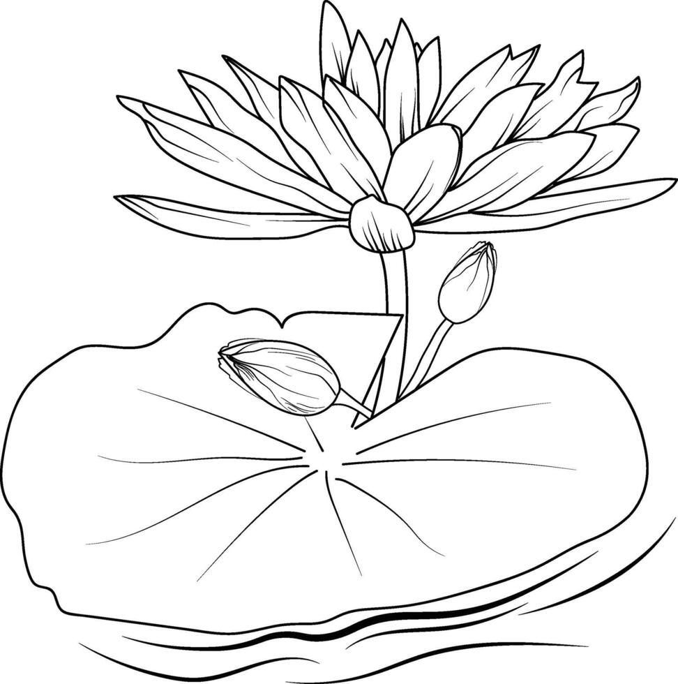 Waterlily pencil art, Black and white outline vector coloring page and book for adults and flowers lotus, with leaves hand drawn engraved ink illustration artistic design. waterlily drawing