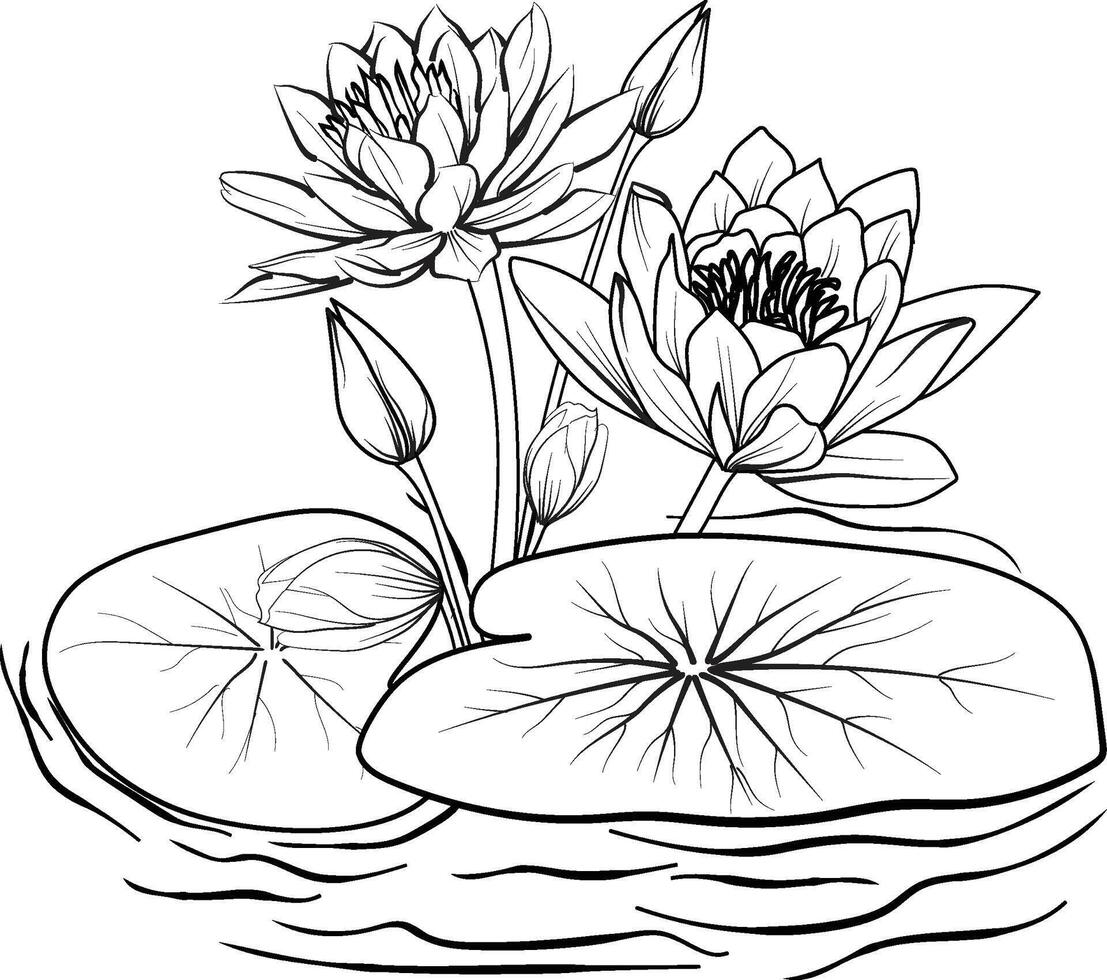 Flower arrangement line art collection, Advanced Flower Coloring Page, Beautiful waterlily flower, waterlily Coloring Pages, artistic decorative waterlily flower sketch, pretty flower coloring pages vector