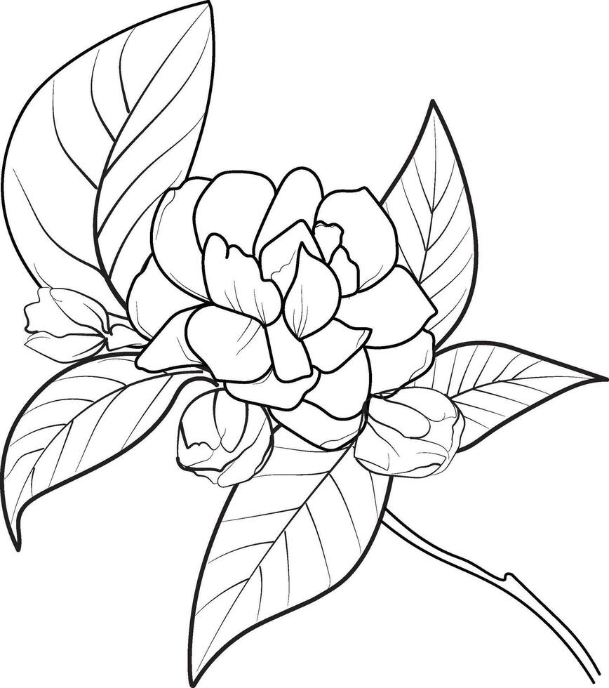 Easy white jasmine flower drawing, minimilist gerdenia drawing with leaves line art, plant branch vector botanical illustration coloring books and page for children, jasmine flower vector art