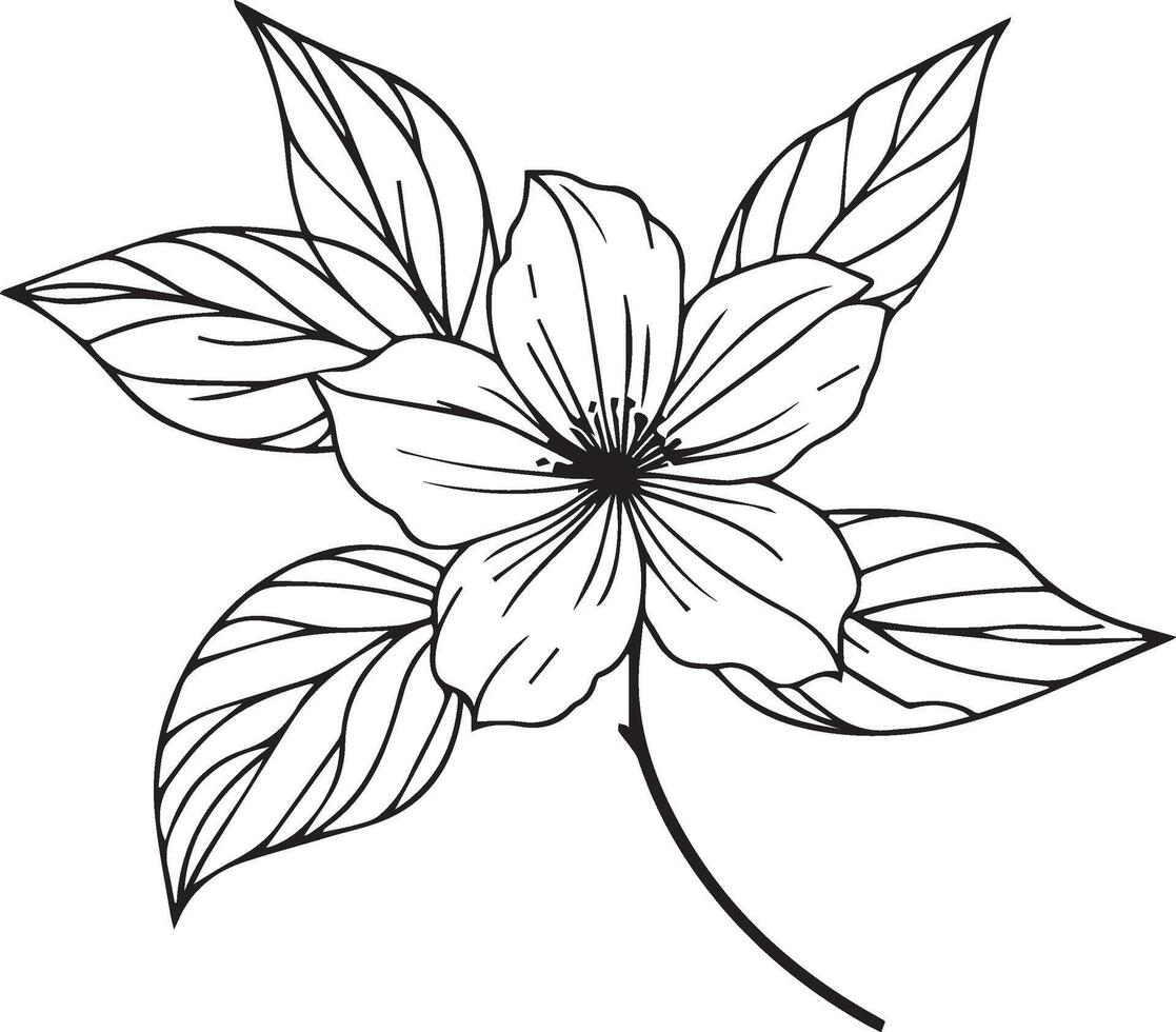 Minimalist jasmine flower tattoo, white jasmine flower drawing, realistic jasmine flower drawing, art jasmine flower drawing, line art simple jasmine flower drawing vector