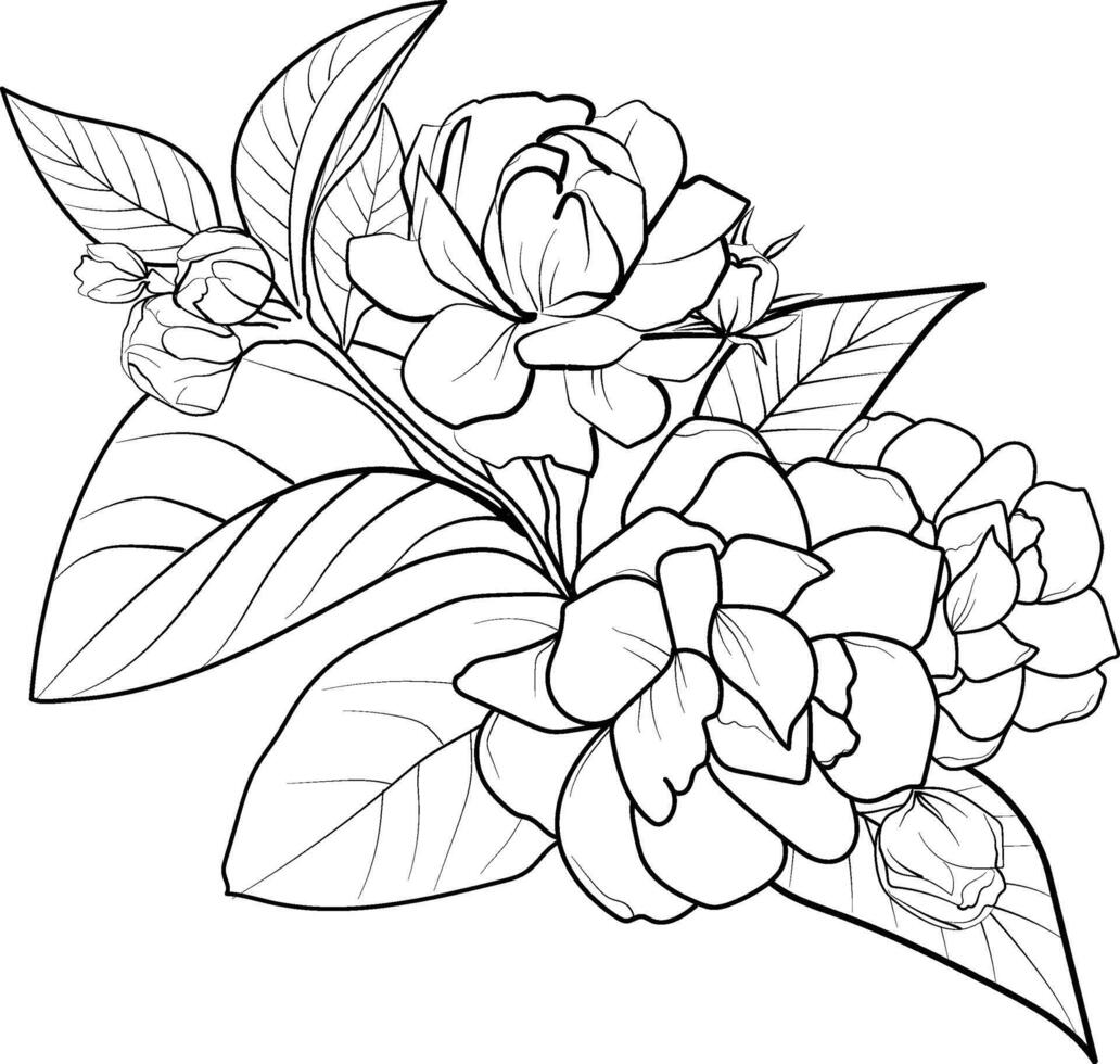 Hand drawing botanical jasmine flower, scientific jasmine botanical illustration, star jasmine botanical illustration, jasmine flower line art, jasmine flower pencil drawing vector
