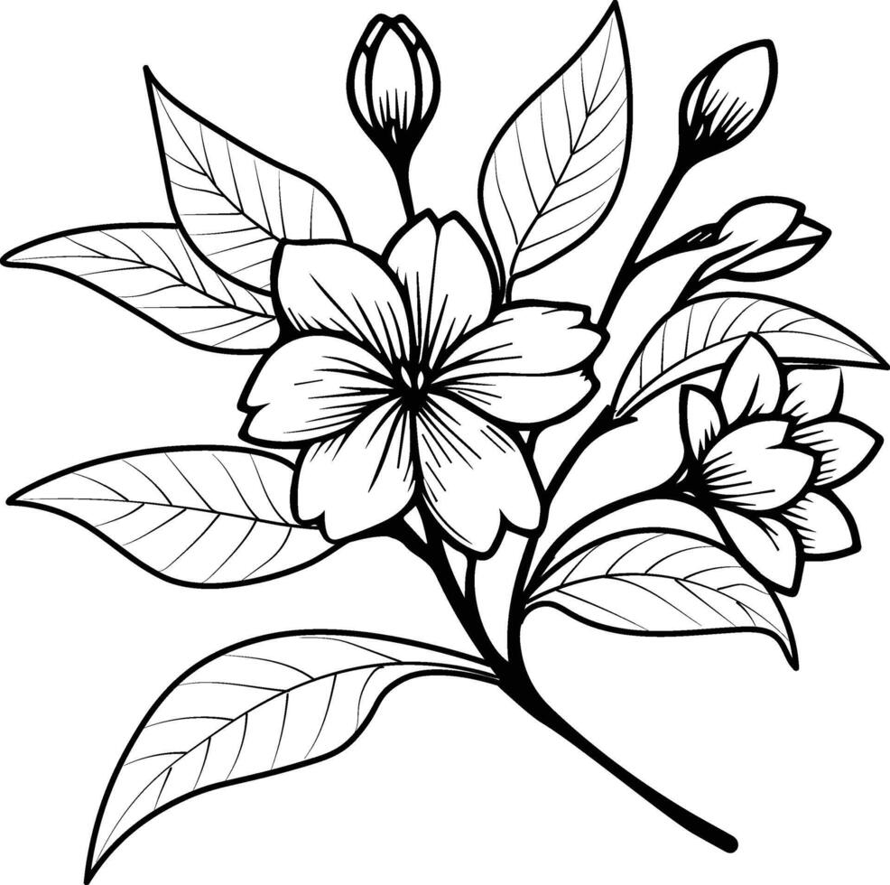 jasmine flower sketch, jasmine flower vector, floral background with jasmine flower natural leaf collection, illustration pencil art jasmine flower, jasmine flower drawing vector