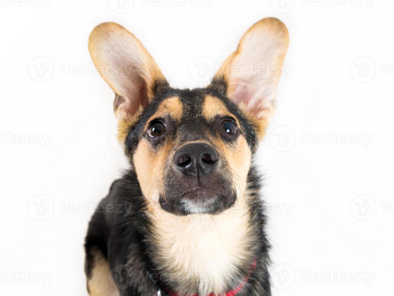 Mixed breed dog portrait on the white photo