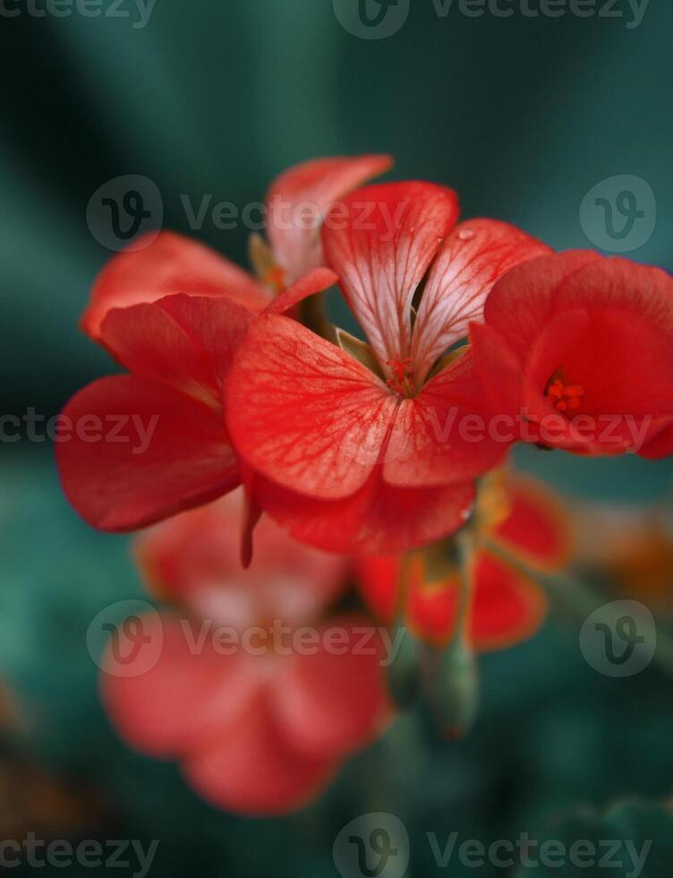 spring flowers closeup photo