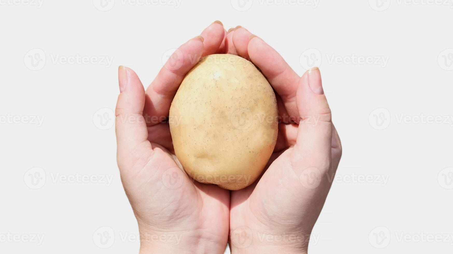 Close-up of a woman farmer's hands on a white background showing a pile of fresh raw potatoes being harvested in a rural field garden at the moment. Collection of organic vegetables. Healthy food. photo