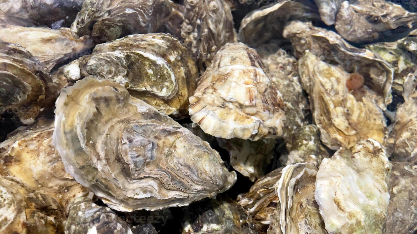 Close-up of fresh oysters in an aquarium with clear water. Live seafood before cooking. Shellfish for cooking. Family of marine bivalve mollusks. photo