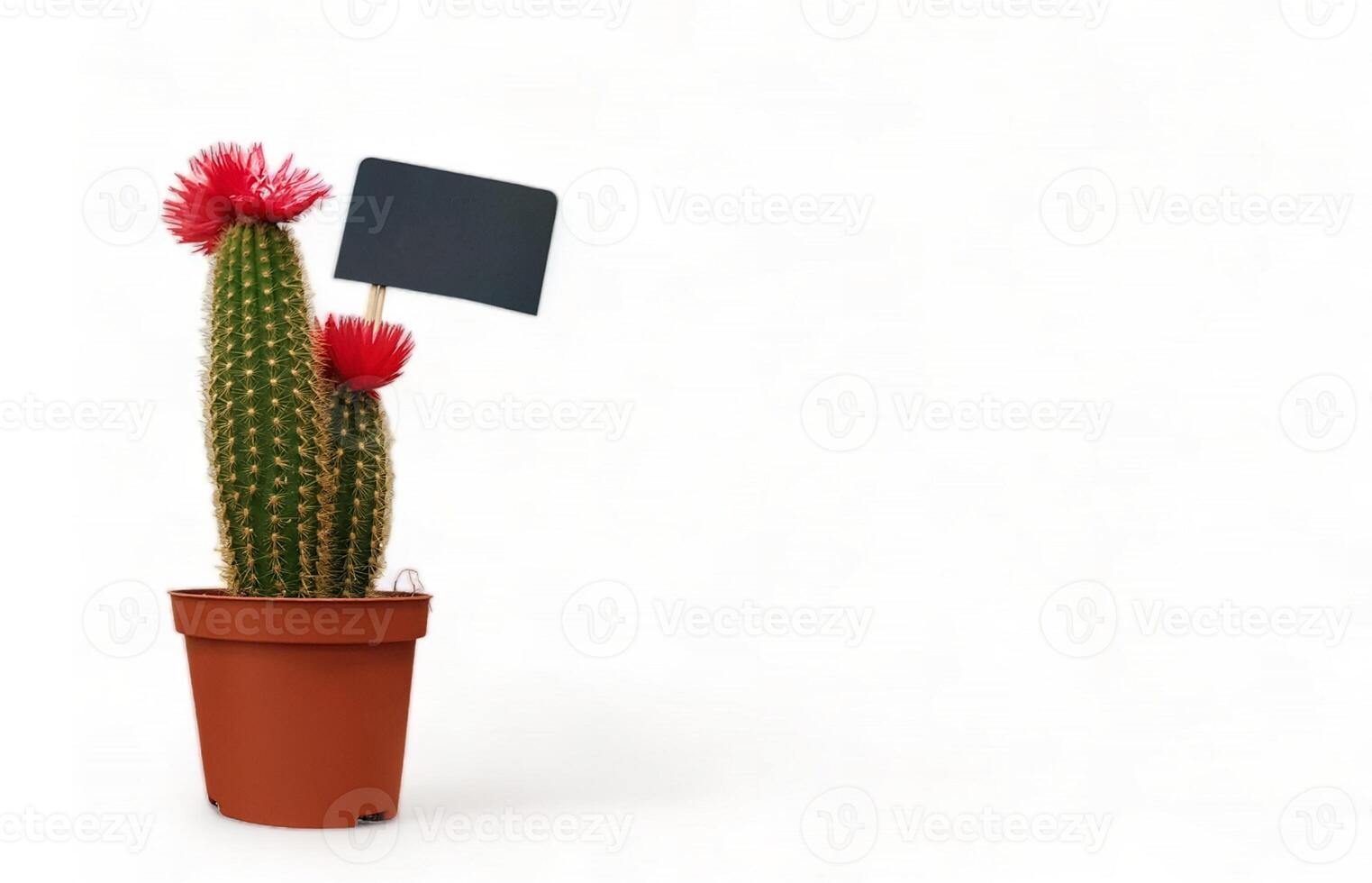 Small indoor cactus plant in a pot isolated on a white background front view. Natural nice green cactus flower with sharp white spines. photo