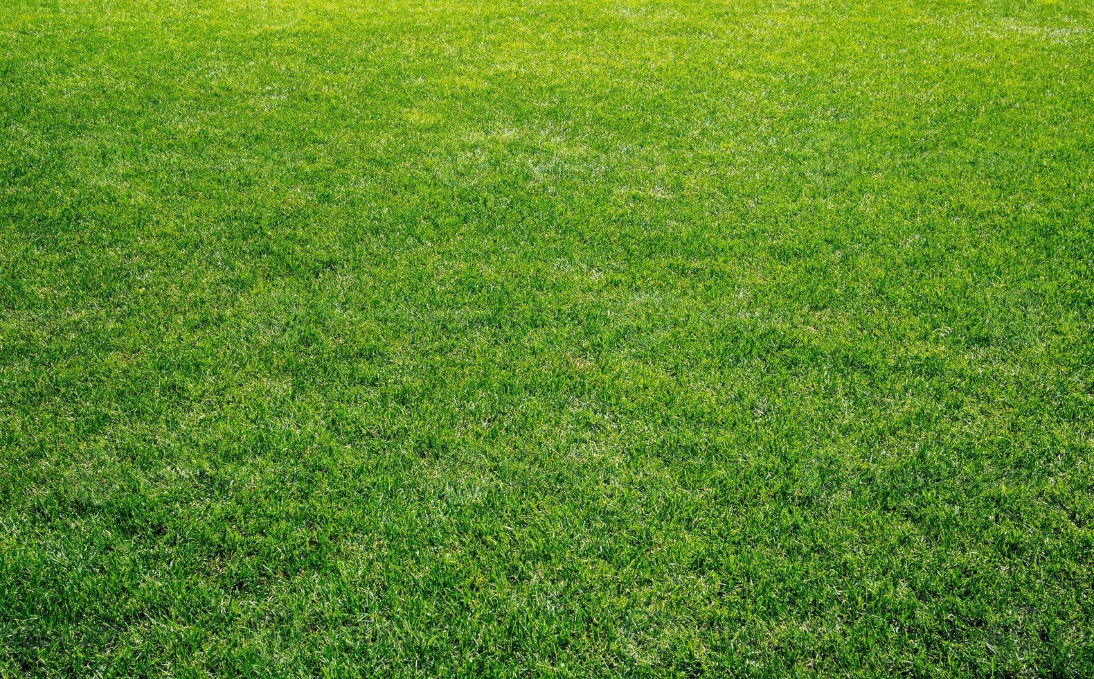 Smooth green grass, well-groomed lawn on a sunny day. Natural background of yellow-green grass in the sun. Stadium grass. Top view of garden background, bright grass concept, lawn for sports field. photo