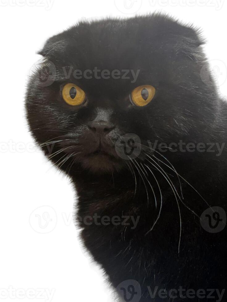 retrato de un negro adulto escocés doblez gato, 7 7 años viejo, sentado en frente de un blanco antecedentes. grande gato con verde ojos de el escocés doblez criar. foto