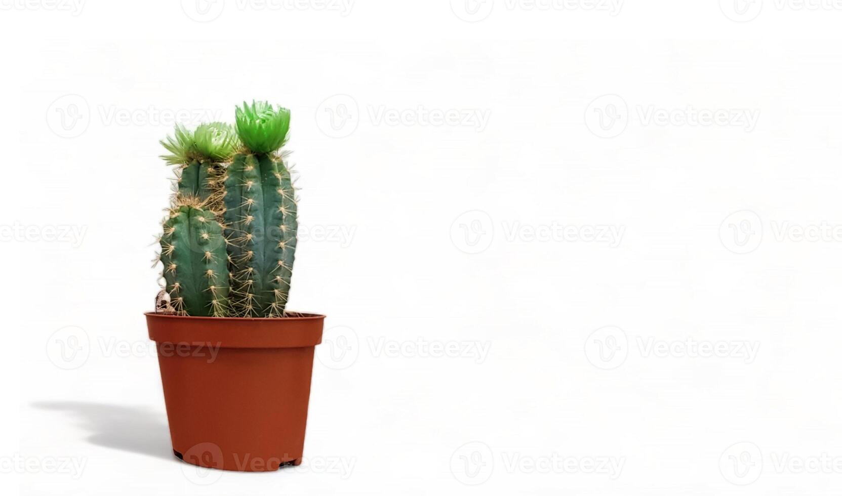 Small indoor cactus plant in a pot isolated on a white background front view. Natural nice green cactus flower with sharp white spines. photo